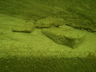 Early arrival of first benthic habitants of the new reef, juvenile barnacles.  Also notice the school of fast swimming fish in the upper part of photo.