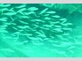 SHIRLEY REEF is a new 'Hotel for Fish' !