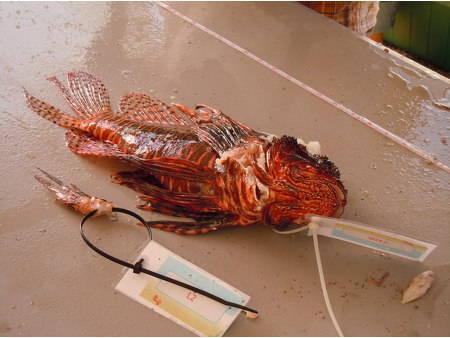 Mearuring the Lionfish at the Round-Up 5.30.2015